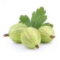 عنب الثعلب01