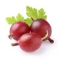 عنب الثعلب4
