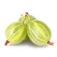 عنب الثعلب3