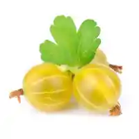 عنب الثعلب2