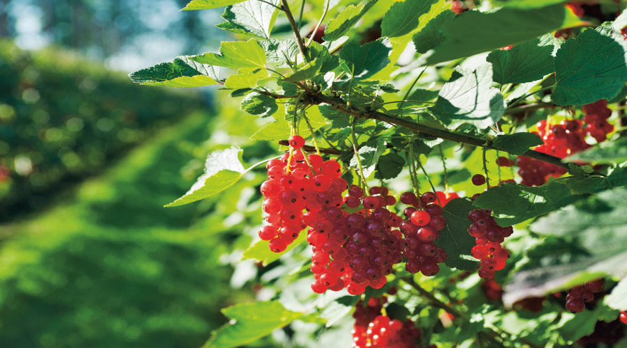مشتل نباتات، شجيرات، شتلات: عنب الثعلب، عنب الثعلب، الكشمش، البندق - بولندا  01