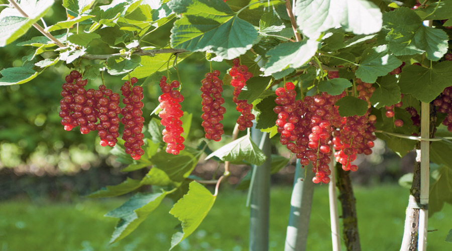 مشتل نباتات، شجيرات، شتلات: عنب الثعلب، عنب الثعلب، الكشمش، البندق - بولندا  02
