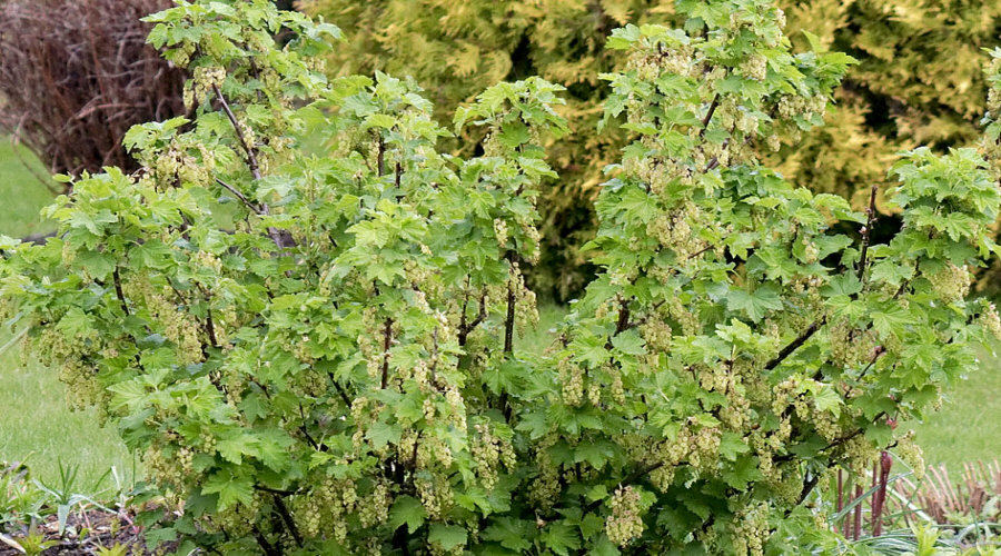 مشتل نباتات، شجيرات، شتلات: عنب الثعلب، عنب الثعلب، الكشمش، البندق - بولندا  04