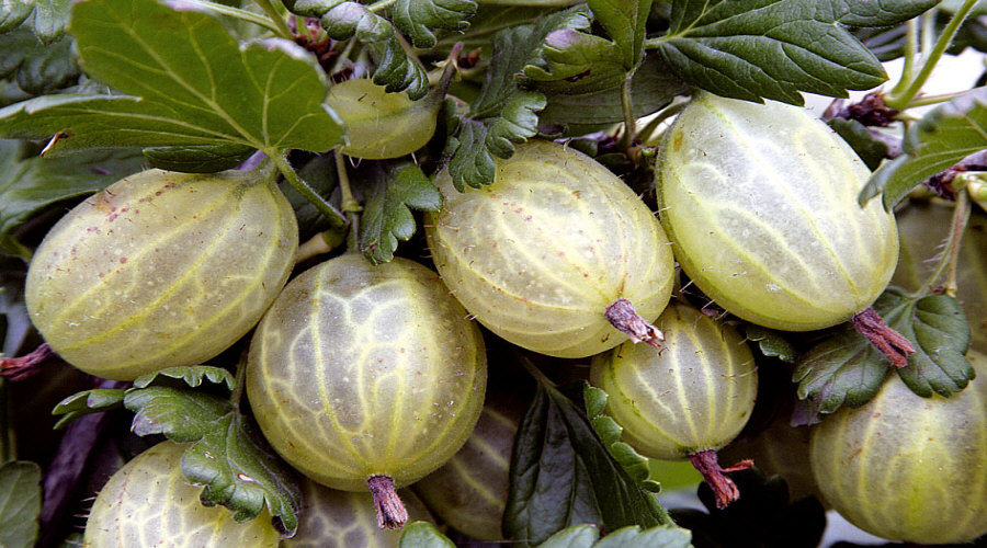 مشتل نباتات، شجيرات، شتلات: عنب الثعلب، عنب الثعلب، الكشمش، البندق - بولندا  07