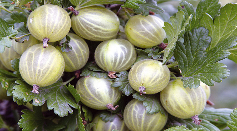 مشتل نباتات، شجيرات، شتلات: عنب الثعلب، عنب الثعلب، الكشمش، البندق - بولندا  08