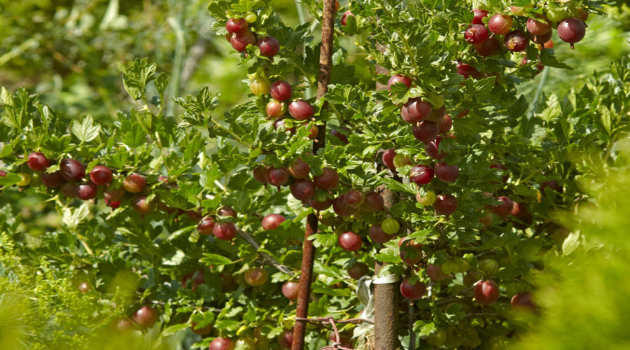 مشتل نباتات، شجيرات، شتلات: عنب الثعلب، عنب الثعلب، الكشمش، البندق - بولندا  09