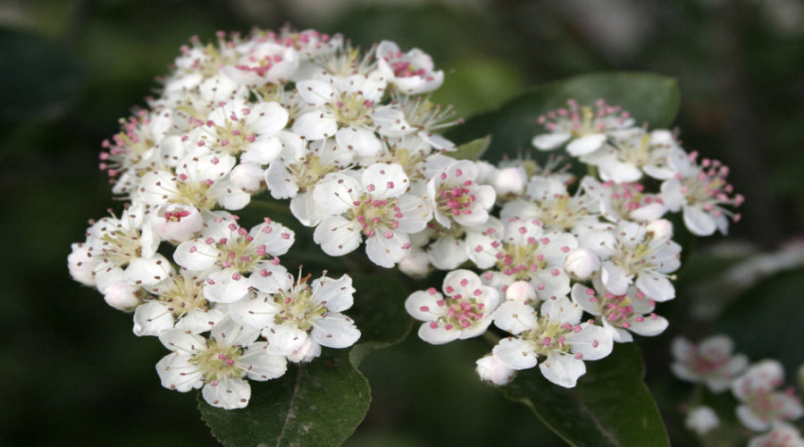 مشتل نباتات، شجيرات، شتلات: عنب الثعلب، عنب الثعلب، الكشمش، البندق - بولندا  11