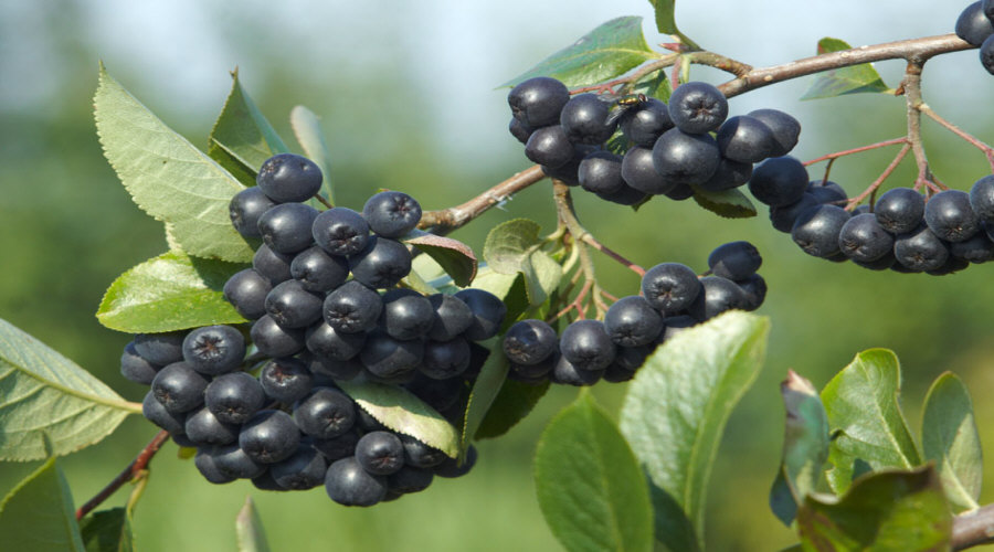 مشتل نباتات، شجيرات، شتلات: عنب الثعلب، عنب الثعلب، الكشمش، البندق - بولندا  12