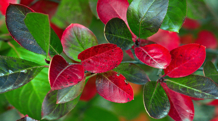 مشتل نباتات، شجيرات، شتلات: عنب الثعلب، عنب الثعلب، الكشمش، البندق - بولندا  13