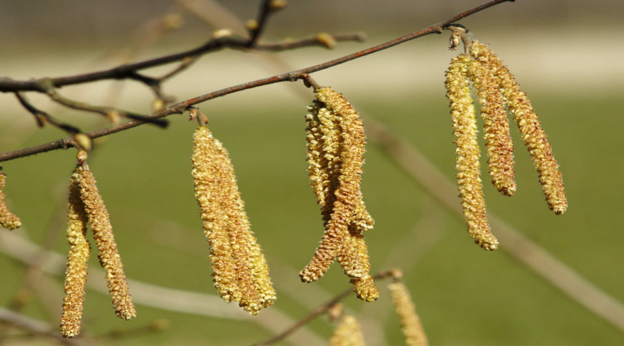 مشتل نباتات، شجيرات، شتلات: عنب الثعلب، عنب الثعلب، الكشمش، البندق - بولندا  14