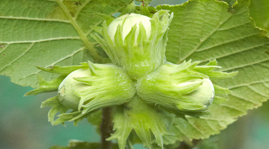 مشتل نباتات، شجيرات، شتلات: عنب الثعلب، عنب الثعلب، الكشمش، البندق - بولندا  15