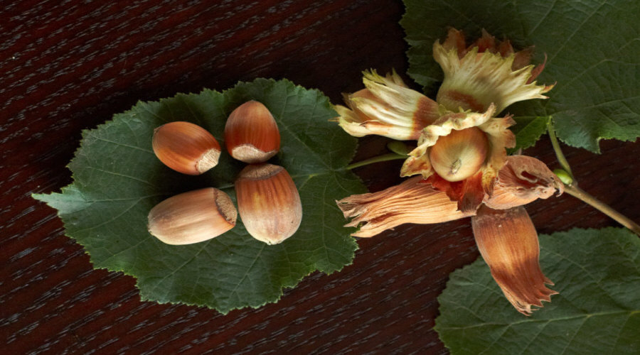 مشتل نباتات، شجيرات، شتلات: عنب الثعلب، عنب الثعلب، الكشمش، البندق - بولندا  16