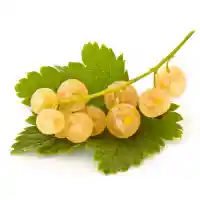 كشمش1